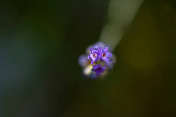 Lavendel Blommor Naturen Fotograferade Detalj — Stockfoto