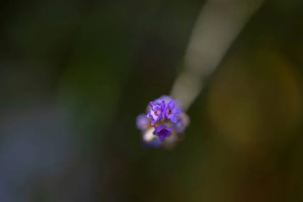 自然の中でラベンダーの花を詳細に撮影 — ストック写真
