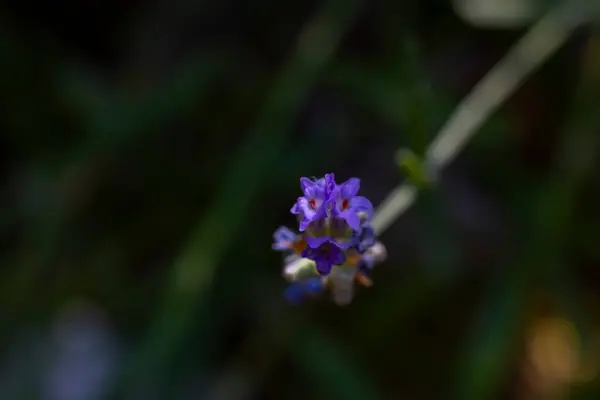 Лавандовые Цветы Природе Сфотографированы Деталях — стоковое фото