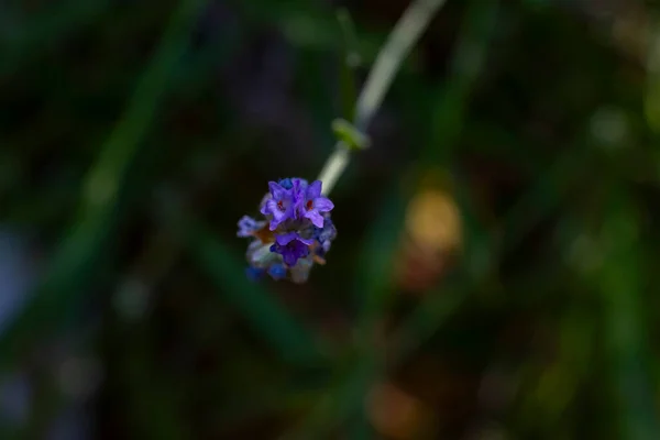 Levandule Květiny Přírodě Fotografované Detailu — Stock fotografie