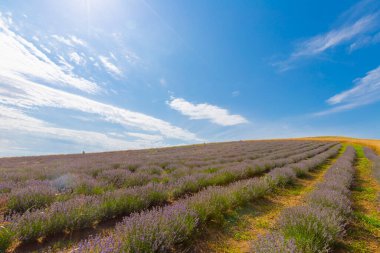 Taze lavanta tarlası / Edirne / Türkiye