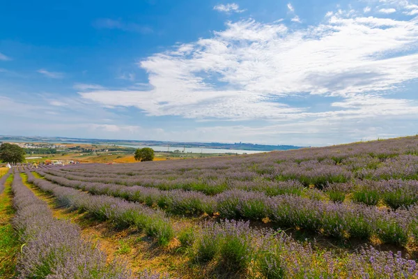Fresh Lavender Field Edirne Turkey — Stock Photo, Image