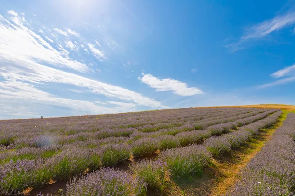 Färskt Lavendelfält Edirne Turkiet — Stockfoto