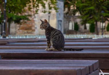 Sultanahmet Meydanı ve Mavi Cami 
