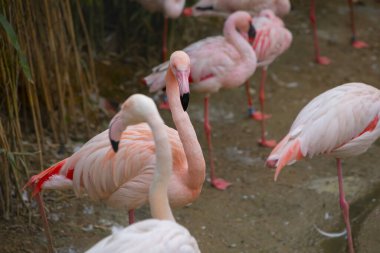 Büyük Flamingo, Phoenicopterus yakutu, koyu mavi sudaki güzel büyük kuş, akşam güneşi, arka planda kamış, doğal yaşam alanında hayvan, Türkiye.