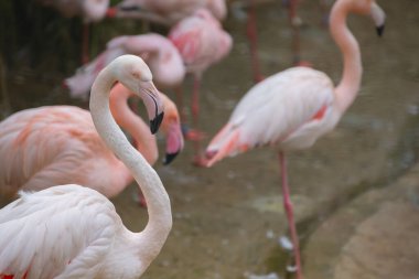 Büyük Flamingo, Phoenicopterus yakutu, koyu mavi sudaki güzel büyük kuş, akşam güneşi, arka planda kamış, doğal yaşam alanında hayvan, Türkiye.