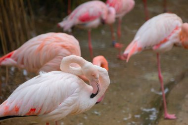 Büyük Flamingo, Phoenicopterus yakutu, koyu mavi sudaki güzel büyük kuş, akşam güneşi, arka planda kamış, doğal yaşam alanında hayvan, Türkiye.