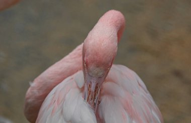 Büyük Flamingo, Phoenicopterus yakutu, koyu mavi sudaki güzel büyük kuş, akşam güneşi, arka planda kamış, doğal yaşam alanında hayvan, Türkiye.