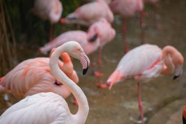 Büyük Flamingo, Phoenicopterus yakutu, koyu mavi sudaki güzel büyük kuş, akşam güneşi, arka planda kamış, doğal yaşam alanında hayvan, Türkiye.