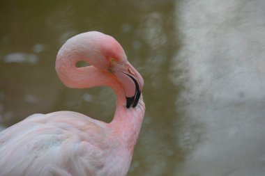 Büyük Flamingo, Phoenicopterus yakutu, koyu mavi sudaki güzel büyük kuş, akşam güneşi, arka planda kamış, doğal yaşam alanında hayvan, Türkiye.