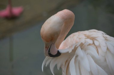 Büyük Flamingo, Phoenicopterus yakutu, koyu mavi sudaki güzel büyük kuş, akşam güneşi, arka planda kamış, doğal yaşam alanında hayvan, Türkiye.