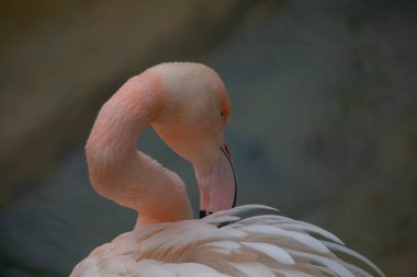 Büyük Flamingo, Phoenicopterus yakutu, koyu mavi sudaki güzel büyük kuş, akşam güneşi, arka planda kamış, doğal yaşam alanında hayvan, Türkiye.