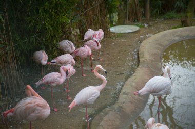 Büyük Flamingo, Phoenicopterus yakutu, koyu mavi sudaki güzel büyük kuş, akşam güneşi, arka planda kamış, doğal yaşam alanında hayvan, Türkiye.