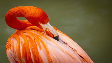 Büyük Flamingo, Phoenicopterus yakutu, koyu mavi sudaki güzel büyük kuş, akşam güneşi, arka planda kamış, doğal yaşam alanında hayvan, Türkiye.
