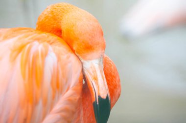 Büyük Flamingo, Phoenicopterus yakutu, koyu mavi sudaki güzel büyük kuş, akşam güneşi, arka planda kamış, doğal yaşam alanında hayvan, Türkiye.