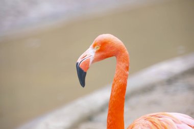 Büyük Flamingo, Phoenicopterus yakutu, koyu mavi sudaki güzel büyük kuş, akşam güneşi, arka planda kamış, doğal yaşam alanında hayvan, Türkiye.