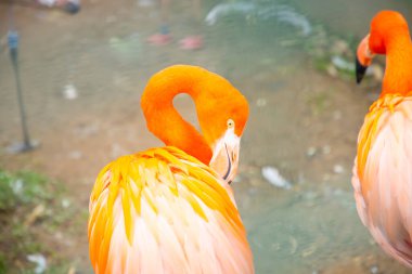 Büyük Flamingo, Phoenicopterus yakutu, koyu mavi sudaki güzel büyük kuş, akşam güneşi, arka planda kamış, doğal yaşam alanında hayvan, Türkiye.