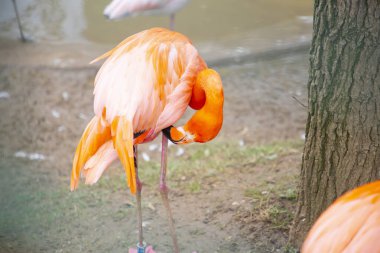 Büyük Flamingo, Phoenicopterus yakutu, koyu mavi sudaki güzel büyük kuş, akşam güneşi, arka planda kamış, doğal yaşam alanında hayvan, Türkiye.