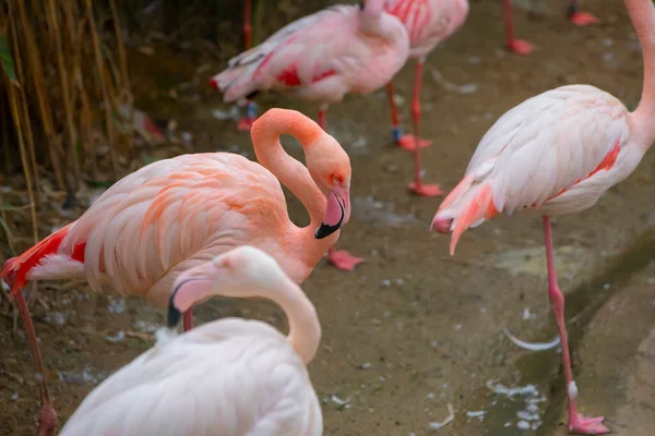 stock image Greater Flamingo, Phoenicopterus ruber, beautiful pink big bird in dark blue water, with evening sun, reed in the background, animal in the nature habitat, Turkey.