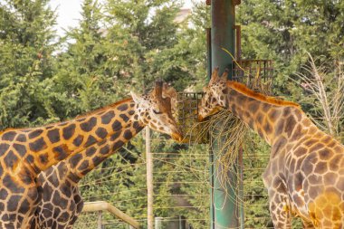 Zürafalar serbest bölgede dolaşıyorlar.