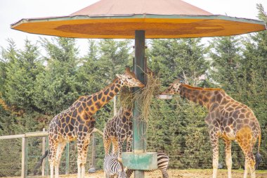 Zürafalar serbest bölgede dolaşıyorlar.