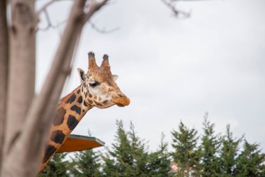 Zürafalar serbest bölgede dolaşıyorlar.