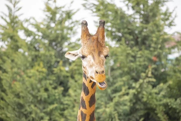 Giraffes roaming in a free zone