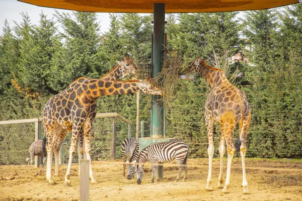 Giraffes roaming in a free zone