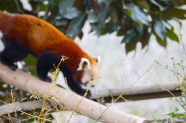 Red panda - Ailurus Fulgens - portresi. Ağaçta dinlenen sevimli hayvan tembelliği, çevre kavramları için yararlı..