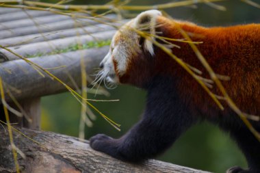 Red panda - Ailurus Fulgens - portresi. Ağaçta dinlenen sevimli hayvan tembelliği, çevre kavramları için yararlı..