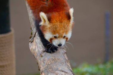 Red panda - Ailurus Fulgens - portresi. Ağaçta dinlenen sevimli hayvan tembelliği, çevre kavramları için yararlı..