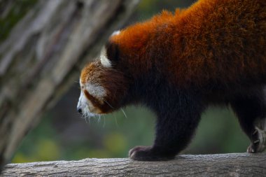 Red panda - Ailurus Fulgens - portresi. Ağaçta dinlenen sevimli hayvan tembelliği, çevre kavramları için yararlı..