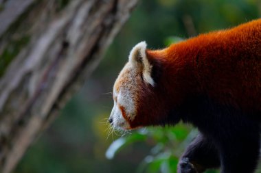 Red panda - Ailurus Fulgens - portresi. Ağaçta dinlenen sevimli hayvan tembelliği, çevre kavramları için yararlı..