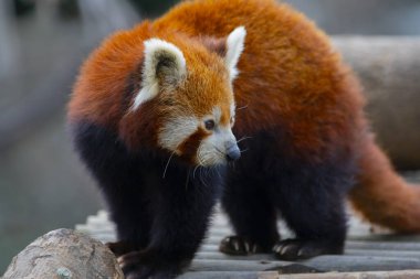 Red panda - Ailurus Fulgens - portresi. Ağaçta dinlenen sevimli hayvan tembelliği, çevre kavramları için yararlı..