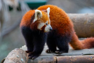 Red panda - Ailurus Fulgens - portresi. Ağaçta dinlenen sevimli hayvan tembelliği, çevre kavramları için yararlı..