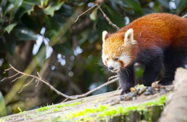 Red panda - Ailurus Fulgens - portresi. Ağaçta dinlenen sevimli hayvan tembelliği, çevre kavramları için yararlı..