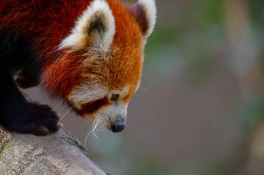 Red panda - Ailurus Fulgens - portresi. Ağaçta dinlenen sevimli hayvan tembelliği, çevre kavramları için yararlı..