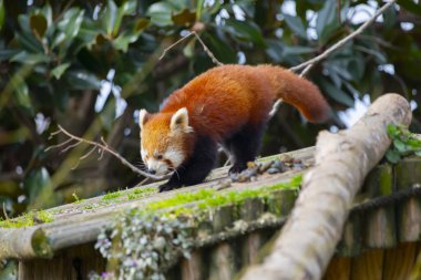 Red panda - Ailurus Fulgens - portresi. Ağaçta dinlenen sevimli hayvan tembelliği, çevre kavramları için yararlı..