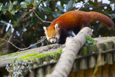 Red panda - Ailurus Fulgens - portresi. Ağaçta dinlenen sevimli hayvan tembelliği, çevre kavramları için yararlı..