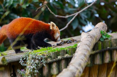 Red panda - Ailurus Fulgens - portresi. Ağaçta dinlenen sevimli hayvan tembelliği, çevre kavramları için yararlı..