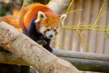 Red panda - Ailurus Fulgens - portresi. Ağaçta dinlenen sevimli hayvan tembelliği, çevre kavramları için yararlı..