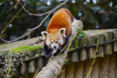 Red panda - Ailurus Fulgens - portresi. Ağaçta dinlenen sevimli hayvan tembelliği, çevre kavramları için yararlı..