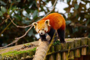 Red panda - Ailurus Fulgens - portresi. Ağaçta dinlenen sevimli hayvan tembelliği, çevre kavramları için yararlı..