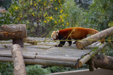 Red panda - Ailurus Fulgens - portresi. Ağaçta dinlenen sevimli hayvan tembelliği, çevre kavramları için yararlı..