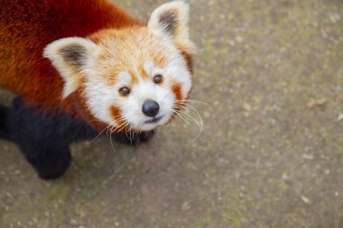 Red panda - Ailurus Fulgens - portresi. Ağaçta dinlenen sevimli hayvan tembelliği, çevre kavramları için yararlı..