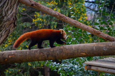 Red panda - Ailurus Fulgens - portresi. Ağaçta dinlenen sevimli hayvan tembelliği, çevre kavramları için yararlı..