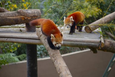 Red panda - Ailurus Fulgens - portresi. Ağaçta dinlenen sevimli hayvan tembelliği, çevre kavramları için yararlı..