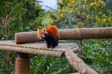 Red panda - Ailurus Fulgens - portresi. Ağaçta dinlenen sevimli hayvan tembelliği, çevre kavramları için yararlı..