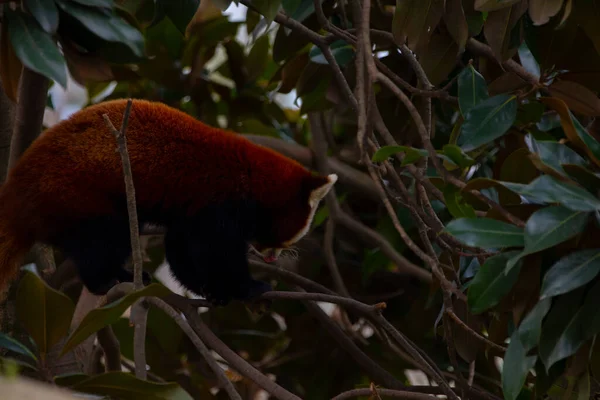 Red Panda Ailurus Fulgens Portresi Ağaçta Dinlenen Sevimli Hayvan Tembelliği — Stok fotoğraf