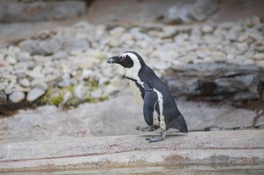 Doğada gezinen bir penguen sürüsü